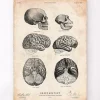 Anatomie du cerveau humain et chimpanzé