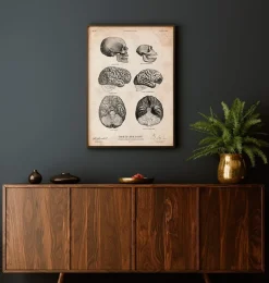 Anatomie du cerveau humain et chimpanzé