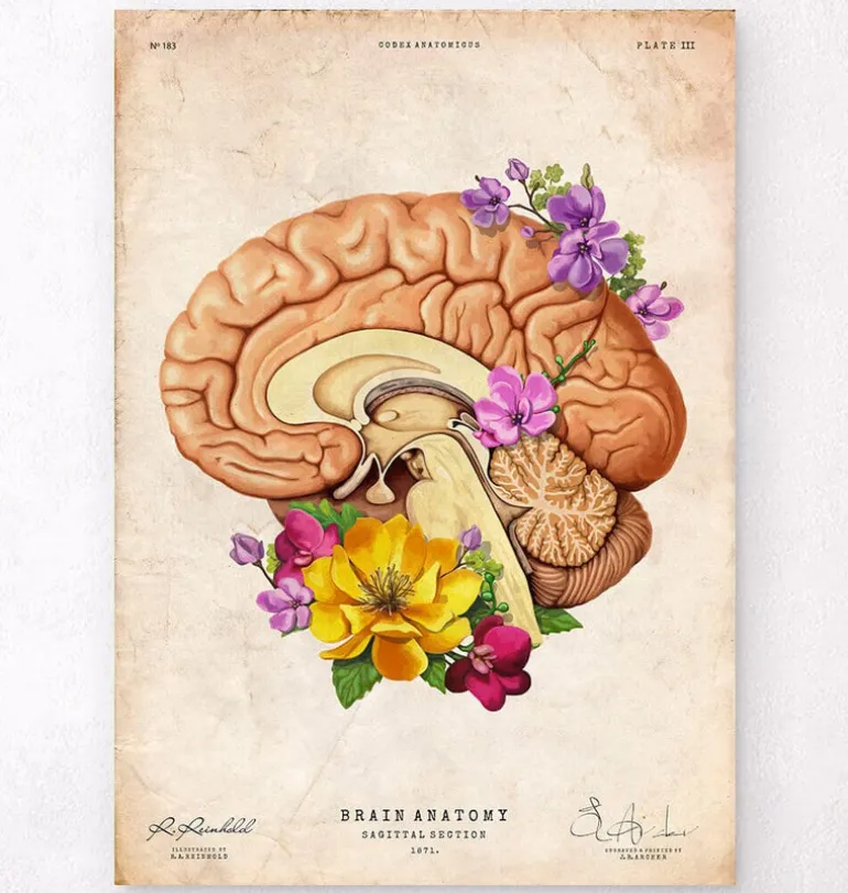 Anatomie du cerveau II - Floral - Vieux papier