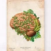 Anatomie du cerveau IV - Floral - Vintage