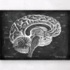 Anatomie du cerveau sagittal - Chalkboard