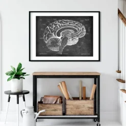 Anatomie du cerveau sagittal - Chalkboard
