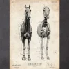 Anatomie du cheval III