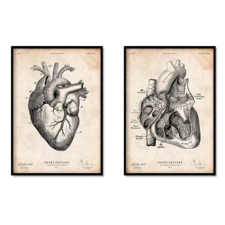 Anatomie du coeur vintage - Lot de 5