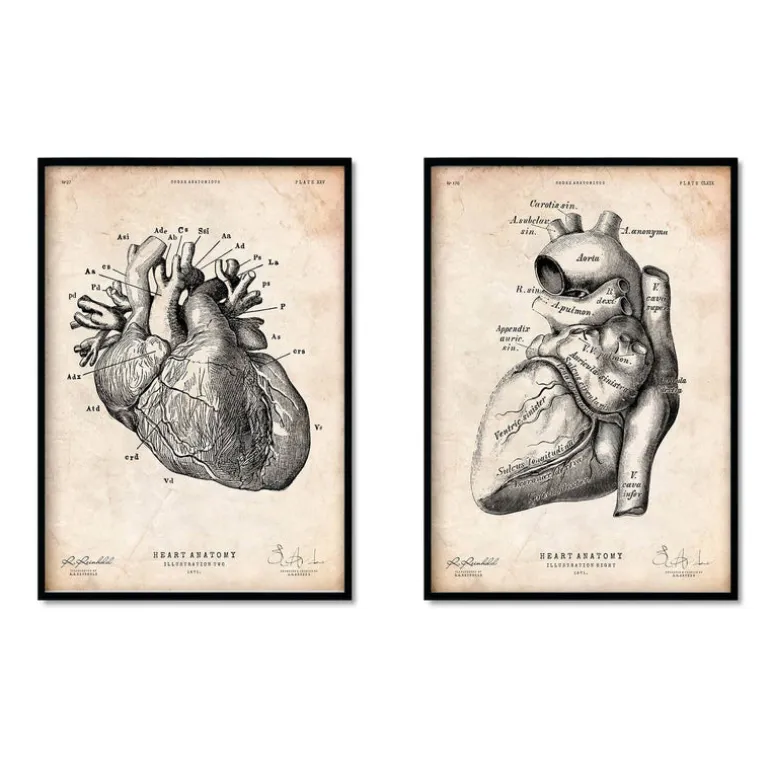 Anatomie du coeur vintage - Lot de 5