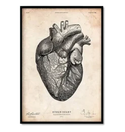 Anatomie du coeur vintage - Lot de 5
