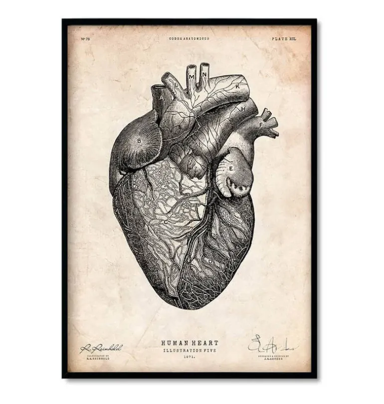 Anatomie du coeur vintage - Lot de 5