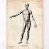 Anatomie du corps entier