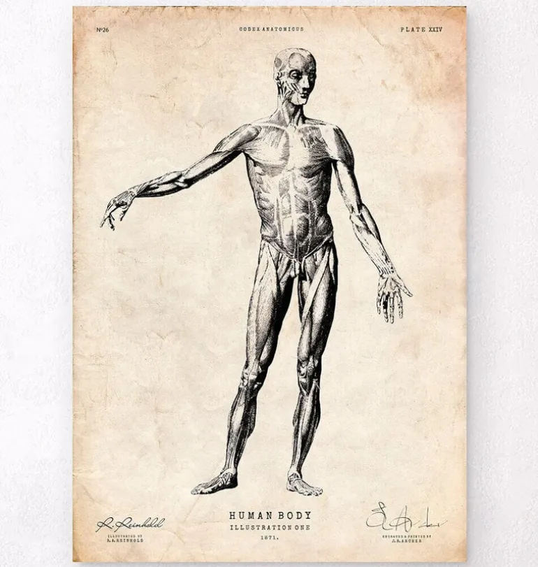 Anatomie du corps entier