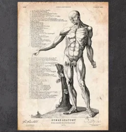 Anatomie du corps entier IV