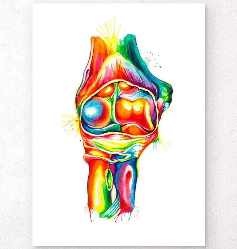 Anatomie du coude - Aquarelle