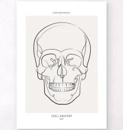 Anatomie du crâne - Line Art