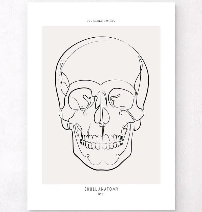 Anatomie du crâne - Line Art