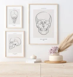Anatomie du crâne - Line Art