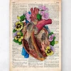 Anatomie du cœur floral II - Dictionnaire