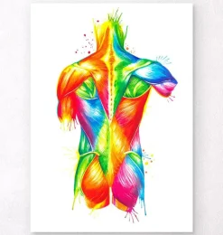 Anatomie du dos - Aquarelle