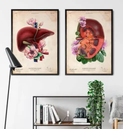 Anatomie du foie - Floral - Vieux papiers