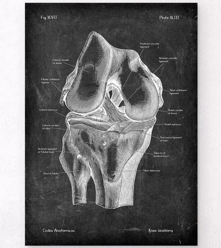 Anatomie du genou - Chalkboard