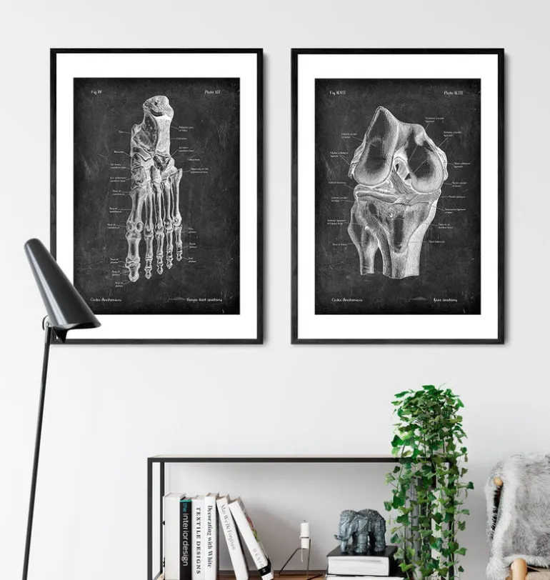 Anatomie du genou - Chalkboard