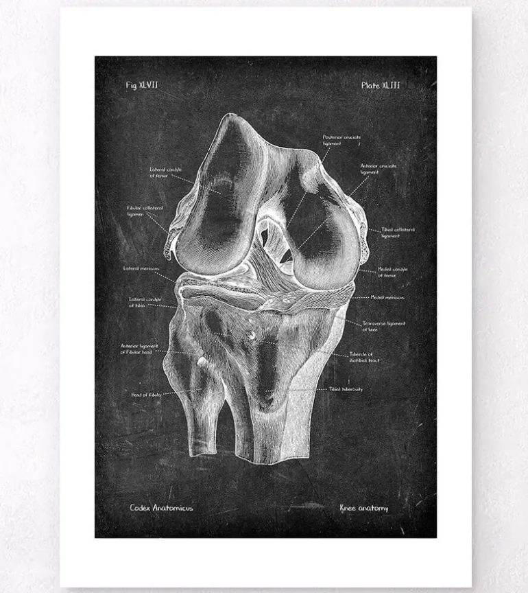 Anatomie du genou - Chalkboard