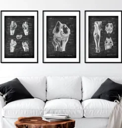 Anatomie du genou II - Chalkboard