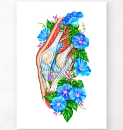 Anatomie du genou II - Floral - Blanc