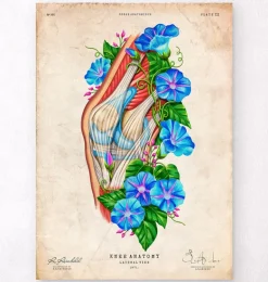 Anatomie du genou II - Floral - Vintage