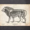 Anatomie du lion