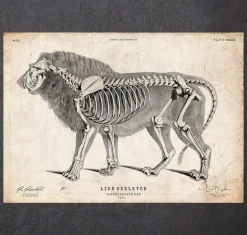 Anatomie du lion