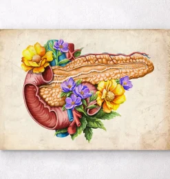 Anatomie du pancréas - Floral - Vieux papier
