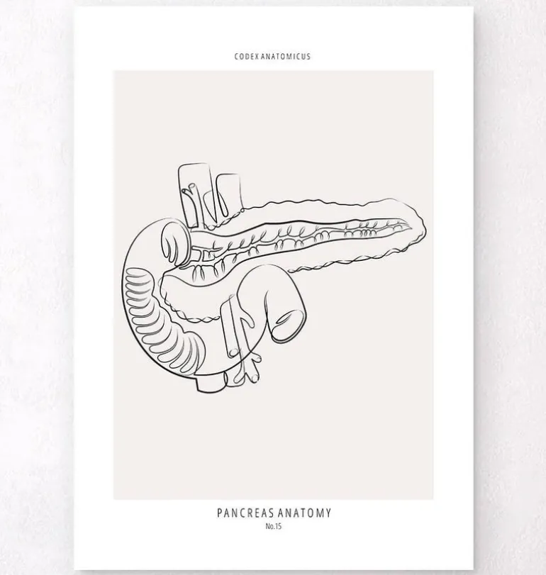 Anatomie du pancréas - Line Art