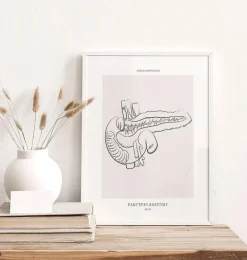 Anatomie du pancréas - Line Art
