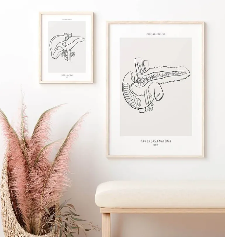 Anatomie du pancréas - Line Art