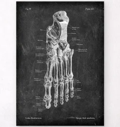 Anatomie du pied - Chalkboard