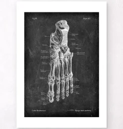 Anatomie du pied - Chalkboard