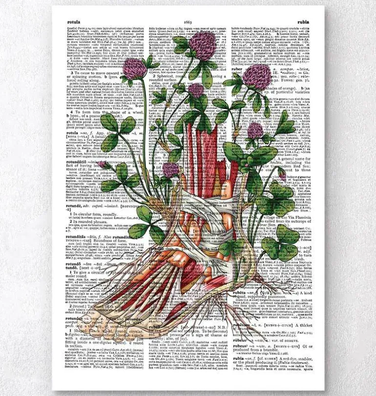 Anatomie du pied floral - Dictionnaire