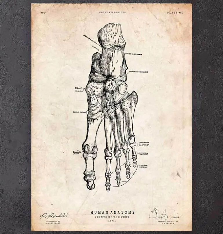 Anatomie du pied humain