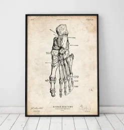 Anatomie du pied humain