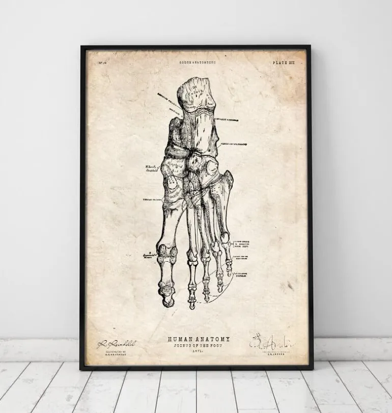 Anatomie du pied humain