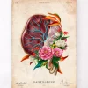 Anatomie du placenta - Floral - Vintage