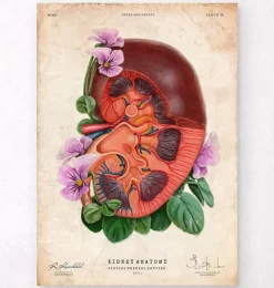 Anatomie du rein - Floral - Vieux papier