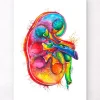 Anatomie du rein droit - Aquarelle