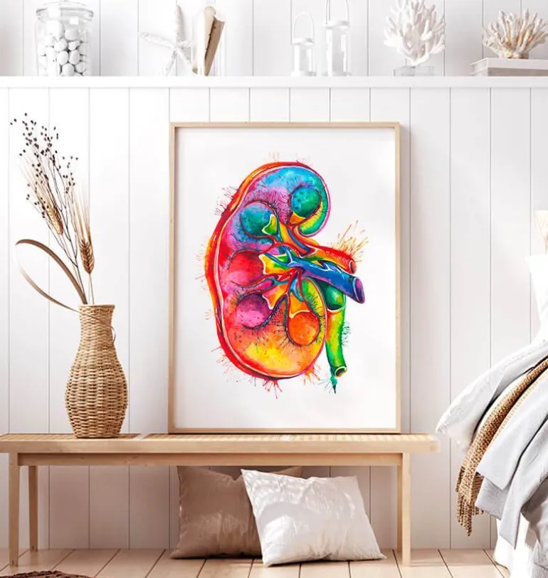 Anatomie du rein droit - Aquarelle
