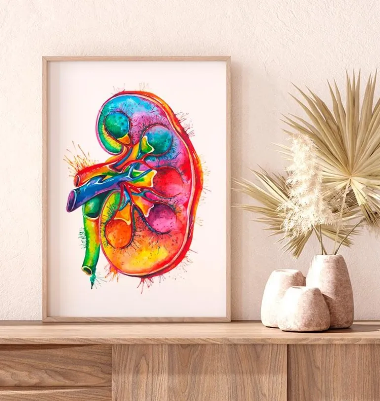 Anatomie du rein gauche - Aquarelle