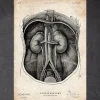 Anatomie du rein I