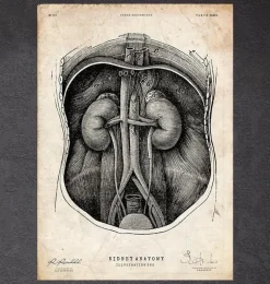 Anatomie du rein I