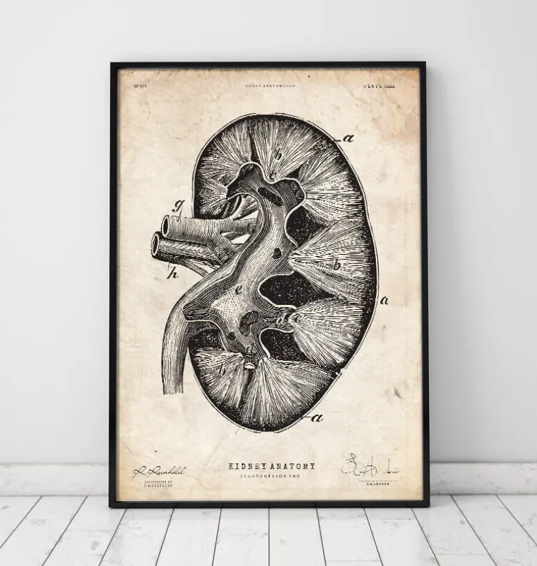 Anatomie du rein II