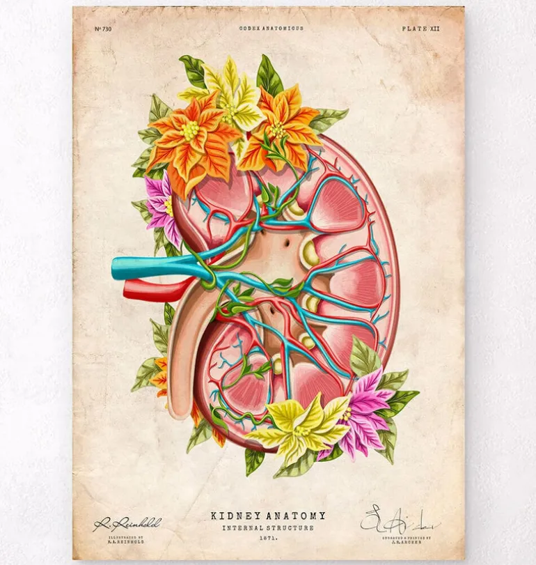 Anatomie du rein II - Floral - Vintage
