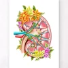 Anatomie du rein II - Floral - Blanc