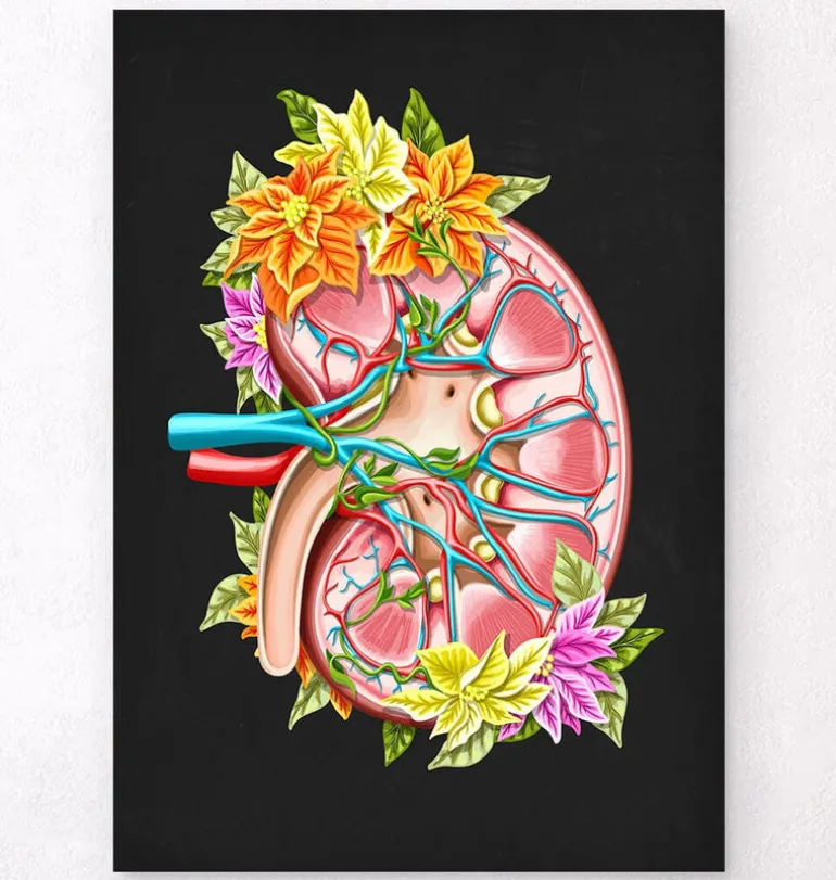 Anatomie du rein II - Floral - Noir